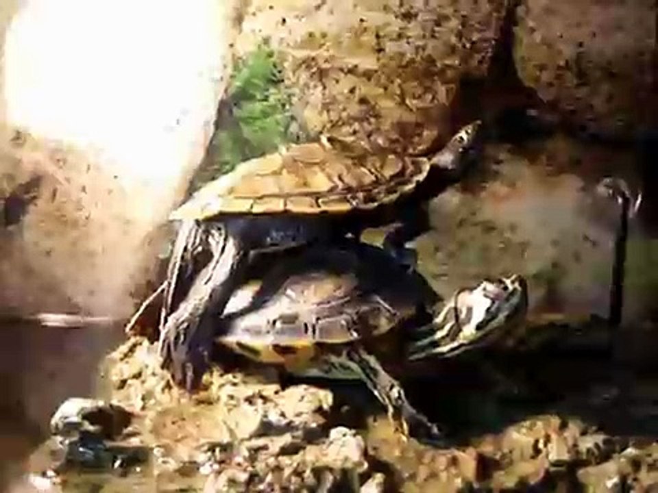 Basking in equilibrio!