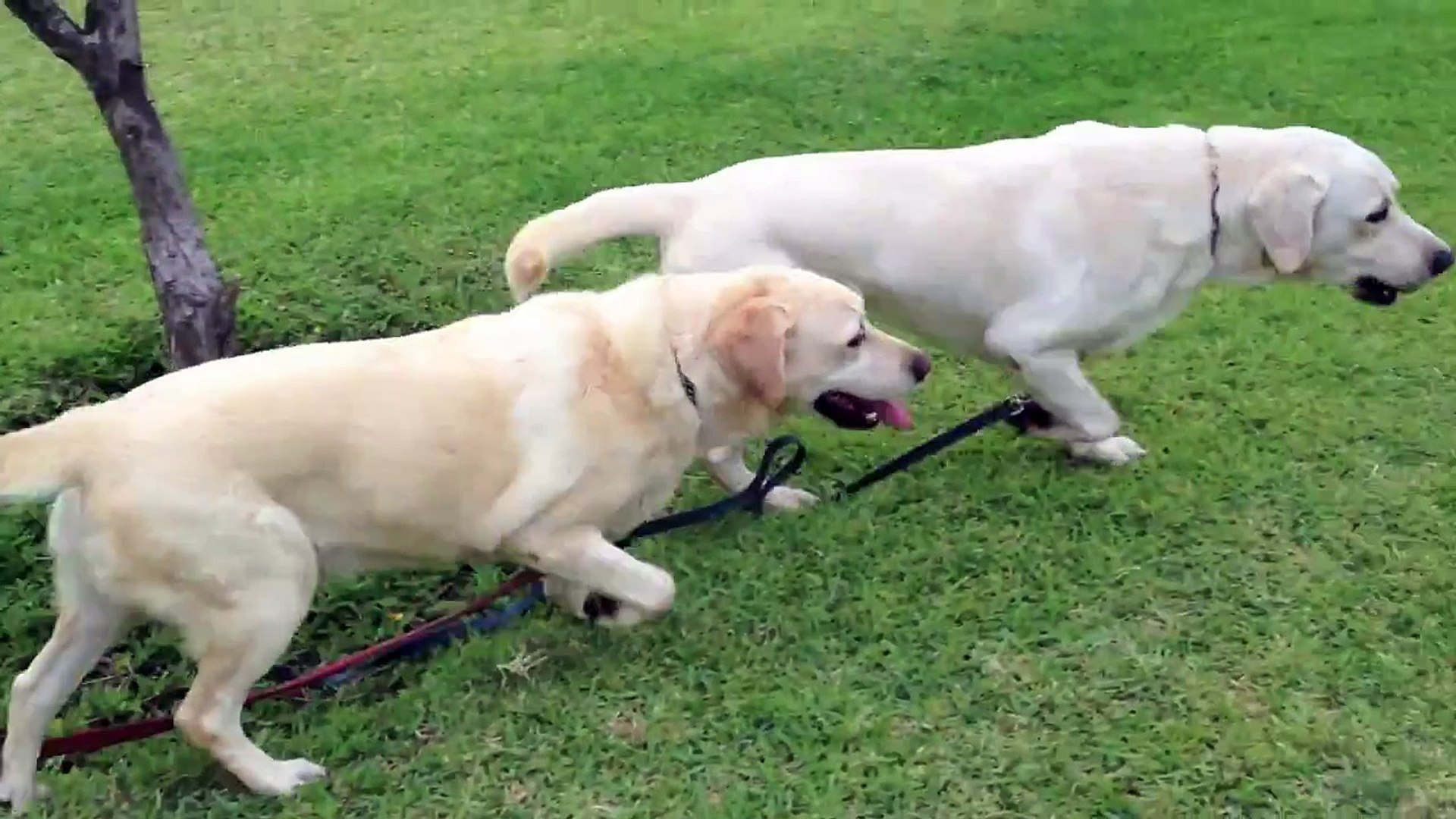 ¿Por qué elegir un Labrador? Why choose a Labrador?