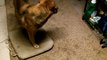 ULTIMATE DOG PRANK | Pranking Dog With a Hidden Walkie Talkie