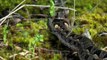 Kenyan horned viper (Bitis worthingtoni) eats mouse