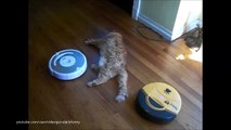 Cats on Roombas: BEST Compilation