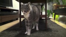 【モアクリ】 ネコ要塞 - Cat Fortress -