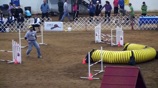 2011 AKC National Agility Championship - Matt and Bandit Hybrid Rnd