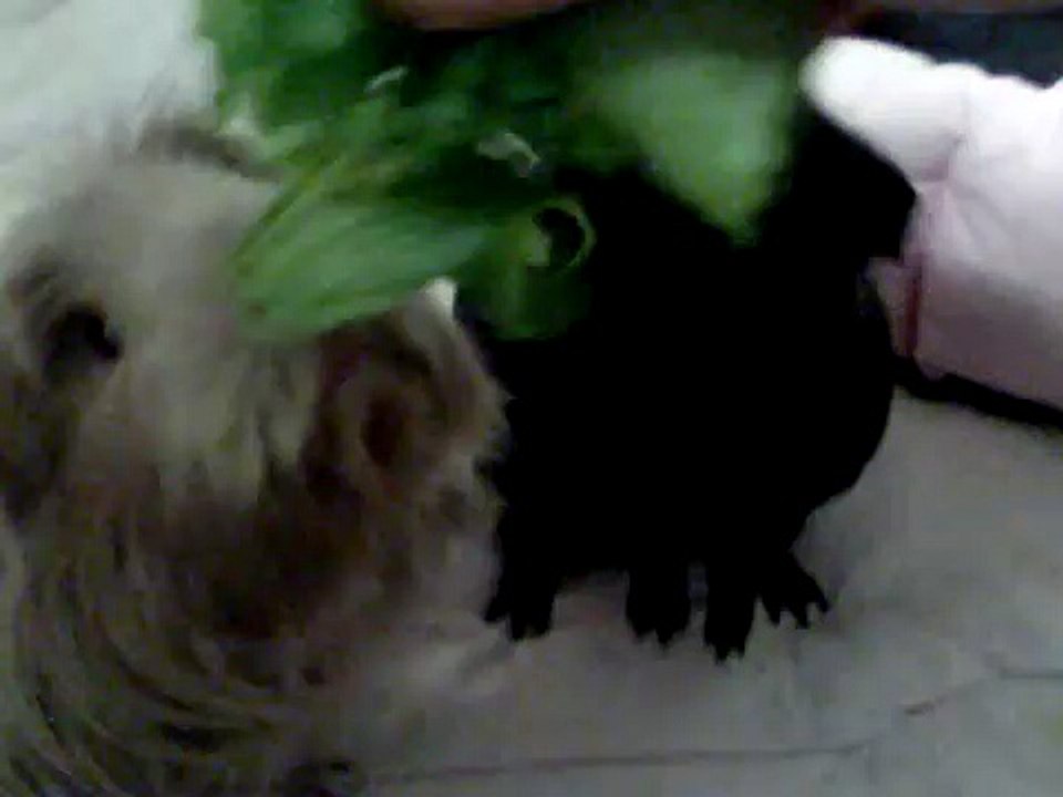 Guinea pigs eating