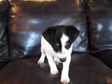 Jack Russell Terrier puppy 