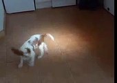 ♥ Dogs funny video - Cute Funny King Charles Spaniel Puppy Dancing - funny dog dancing ♥ [FULL EPİSO