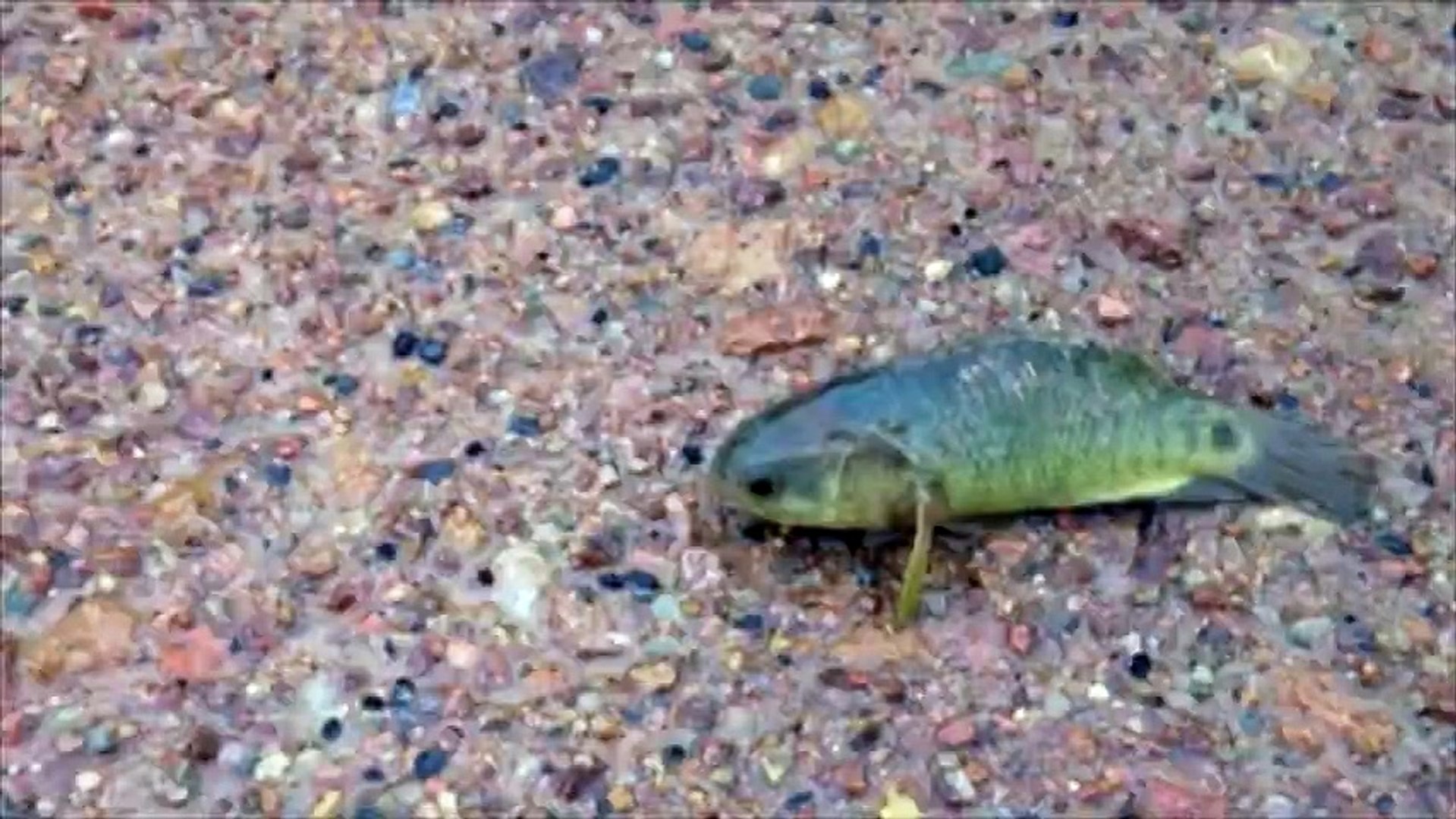 Le Poisson Qui Marche Fait Peur A L Australie Video Dailymotion