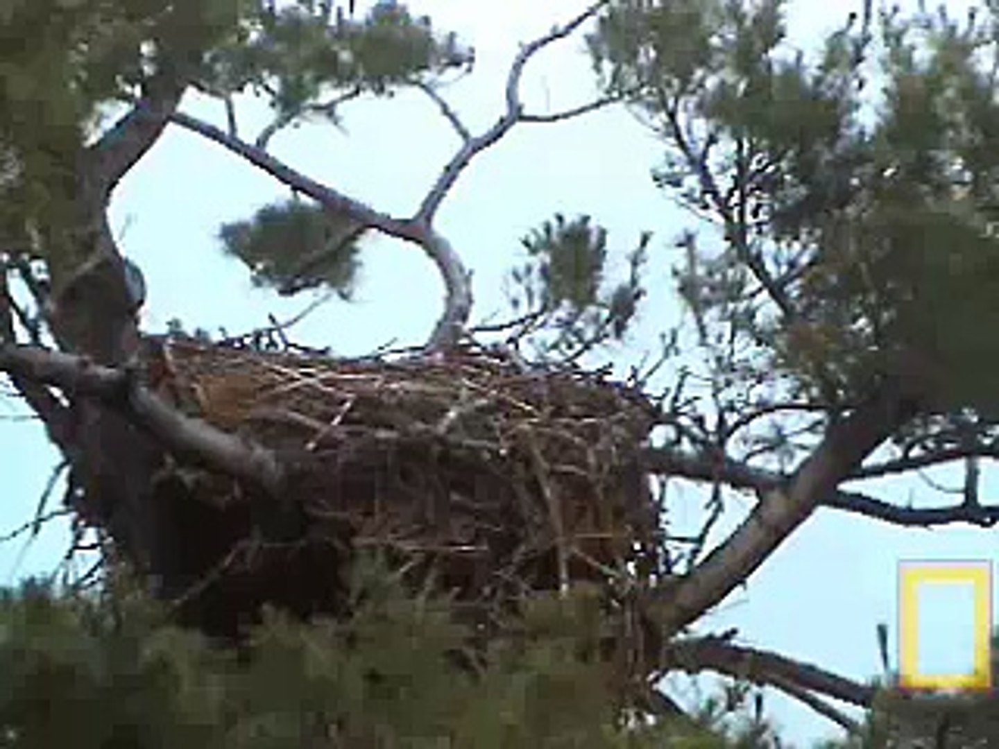 Dad visits Maine bald eagle nest and starts