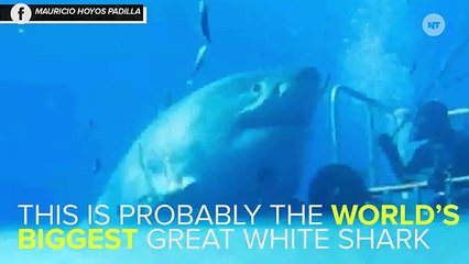 This Great White Shark Might Be The Biggest Ever