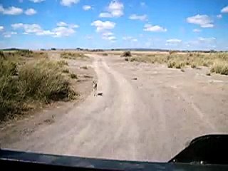 Lions chasing gazelle