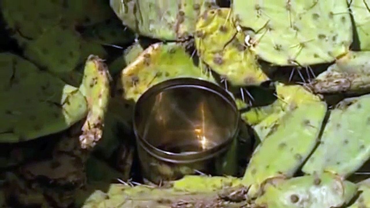 Ray Mears-Making a solar still in the Desert