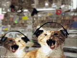 (19_06_2015).Very Funny Animated CAT GIFs - MUSIC