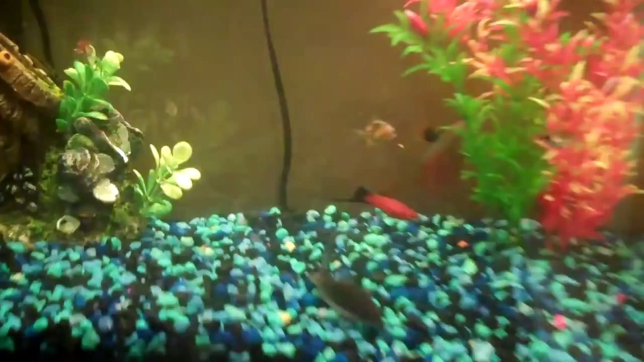 All my Fish Tanks