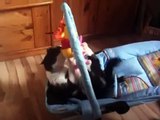 Katze in Babywippe spielt mit Mobile
