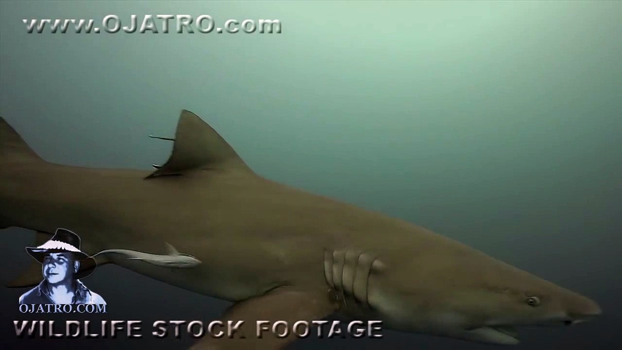 Angry Lemon Shark 03 Music