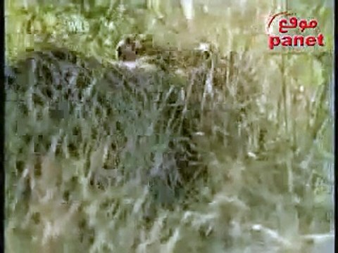animals مقطع مؤقر جدا فهد يرعى قرد رضيع
