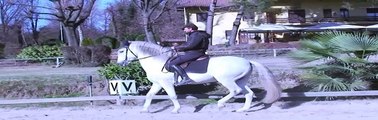 Equitazione Classica  Dressage - Addestramento al piaffer - Francesco Vedani