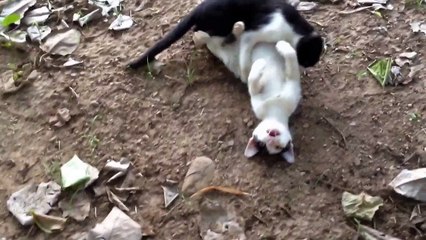 タイの日本人村、MOON VILLAGEのかわいい猫ちゃん達。Thailand in pai