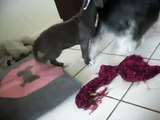 Blue Pit Bull puppy playing with Miniature Schnauzer