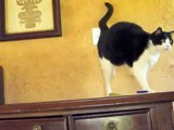 Smart cat rings bell for service ...cat clicker training