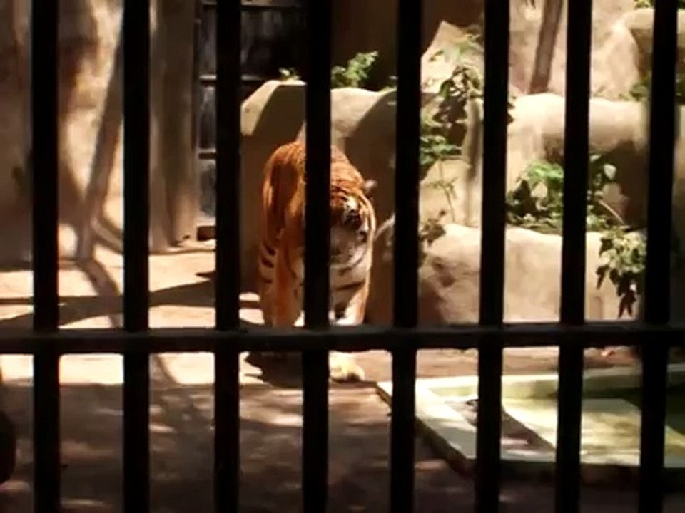Rugido tigre