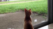 Super cute four months old kitten becomes restless because of the approaching thunderstorm