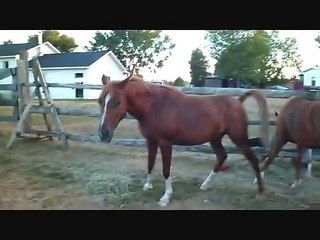 Equine Behaviour..Mare breeds Mare