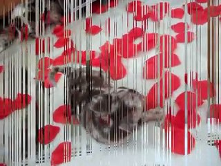 Long Hair Chocolate Merle Chihuahua Puppies Playing