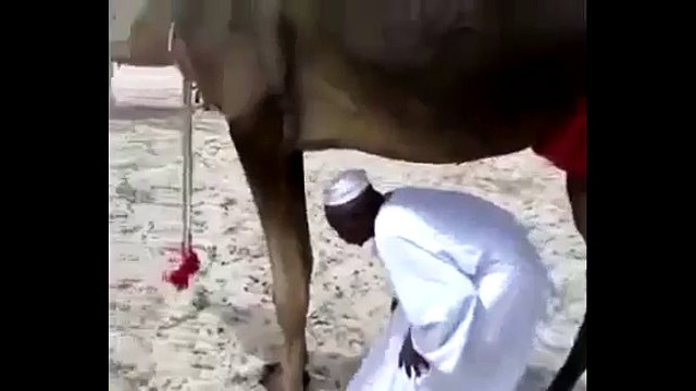 Kumpulan vidio, humor lucu orang gila arab Lucu orang arab film video