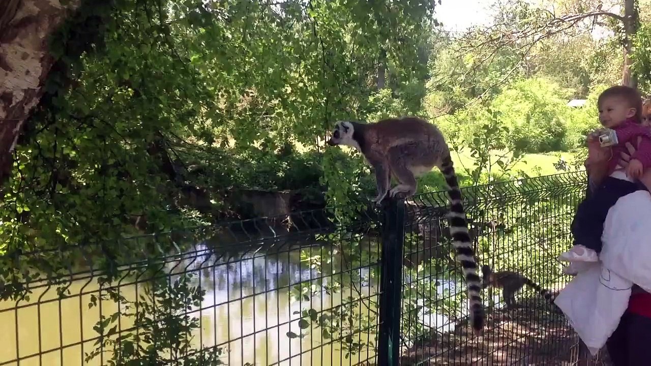 Maki catta et vari roux, Parc des Félins