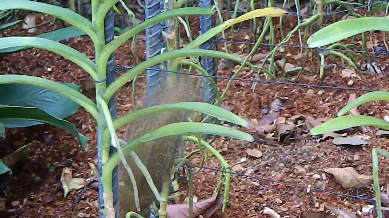Plantain Squirrel Burying Nut