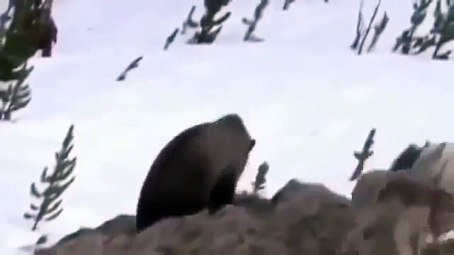 Full Documentaries Bears vs Wolves Discovery Channel Animals, National Geographic Wild HQ