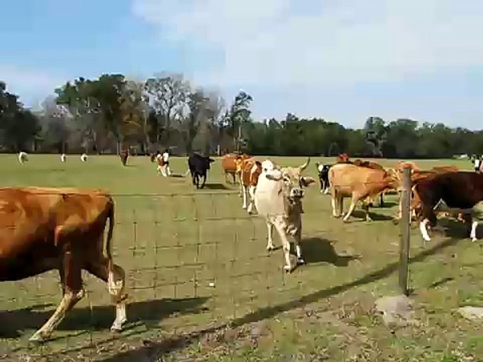 Mooing at cows