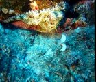 Fuerteventura Tauchen - Deep Blue Diving