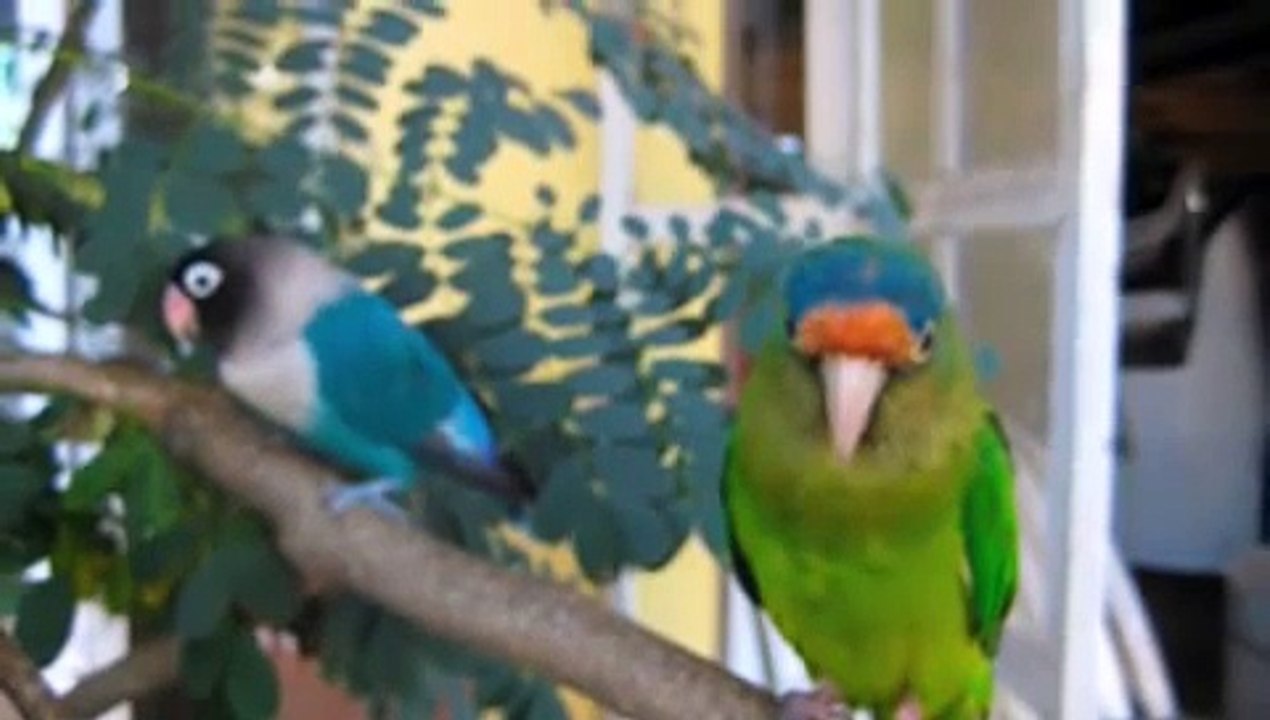 Pico and Bimbi