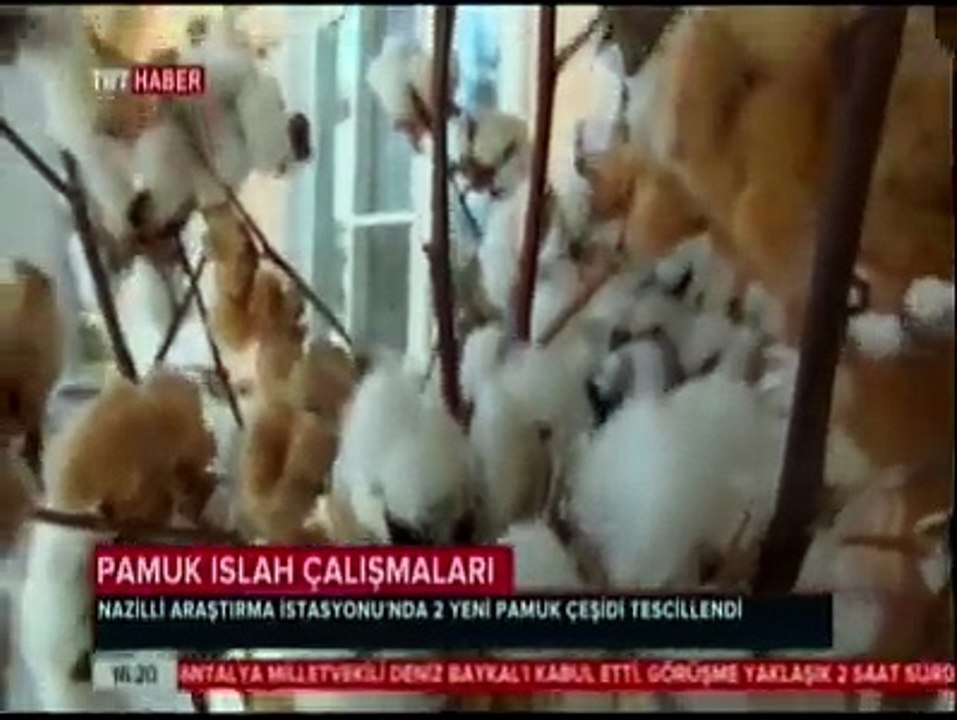 PAMUK ARAŞTIRMA İSTASYONU - TRT HABER-YENİ PAMUK ÇEŞİTLERİ