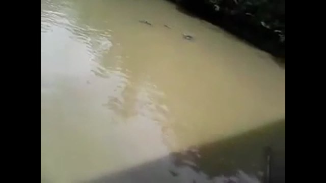 Live Cat Thrown into Crocodile Infested Pond