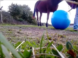 Essayer de jouer au foot avec mon cheval