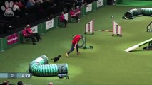 Agility - Exclusive Behind The Scenes at the Small Dog Final | Crufts 2014