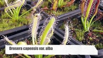 Carniplant-Plantas carnívoras-Plantel de Drosera capensis desde semilla