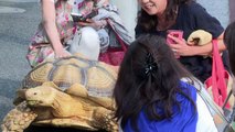 Dueño de funeraria pasea con tortuga gigante en Tokio