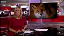 BBC News at Six 11Jun15 on 16 fox cubs found in barn in North Yorkshire