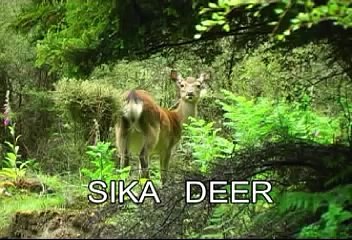 Deer Hunting -NZ Hunting Adventures - Sika Deer