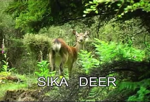 Deer Hunting -NZ Hunting Adventures - Sika Deer