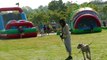 Dog Training: Distraction Training Great Dane Children's Field Day at the Park