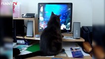 'Funny Cats vs. Machines' Compilation