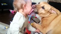 Cute Dogs and Cats Love Babies Compilation 2015 #3