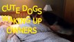 'Dog Alarm Clocks' Compilation - FunnyTV