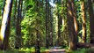 Founders Grove, Avenue of the Giants, Humboldt Redwoods, CA