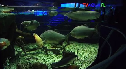 Praga Oceanarium "Morski Świat" prod. TVAQUA.PL.mov